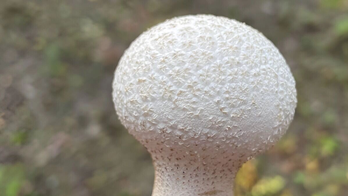     Источник: transsibinfo.com