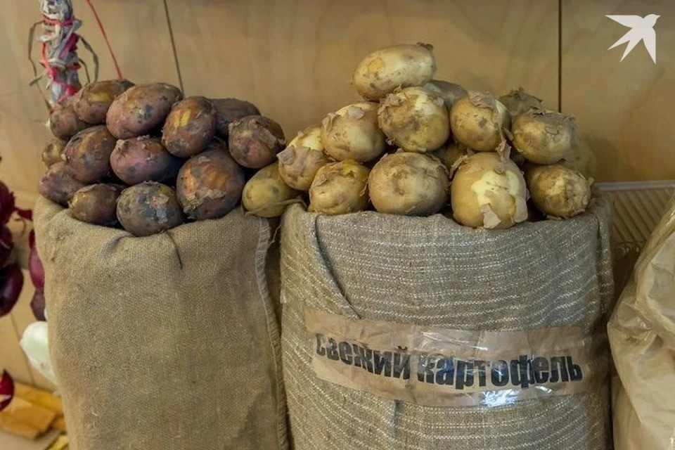    Что будет с картошкой в Беларуси в мае 2025 года. Фото носит иллюстративный характер. Фото: Архив "КП" Олег ЗОЛОТО