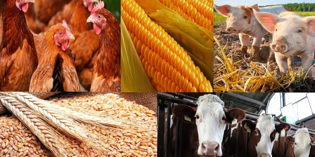 Заработок на сельском хозяйстве: как превратить землю в источник дохода.