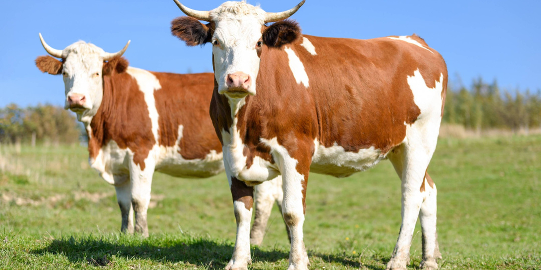 Заработок на КРС: Путь к успеху в молочном и мясном животноводстве