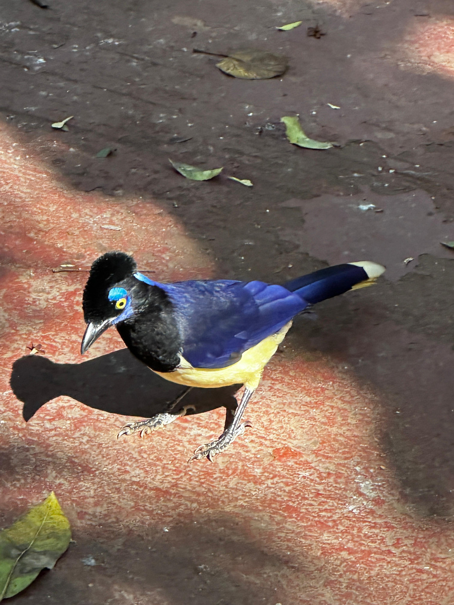 Плюшевоголовая разноцветная сойка