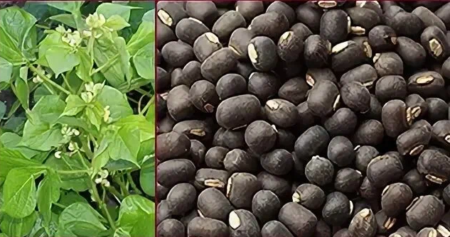 Вот как выглядит урад-дал