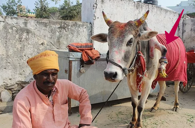 Этот мужчина дает женщинам потрогать свою пятиногую корову, чтобы у них точно родился мальчик. 2025 год. 