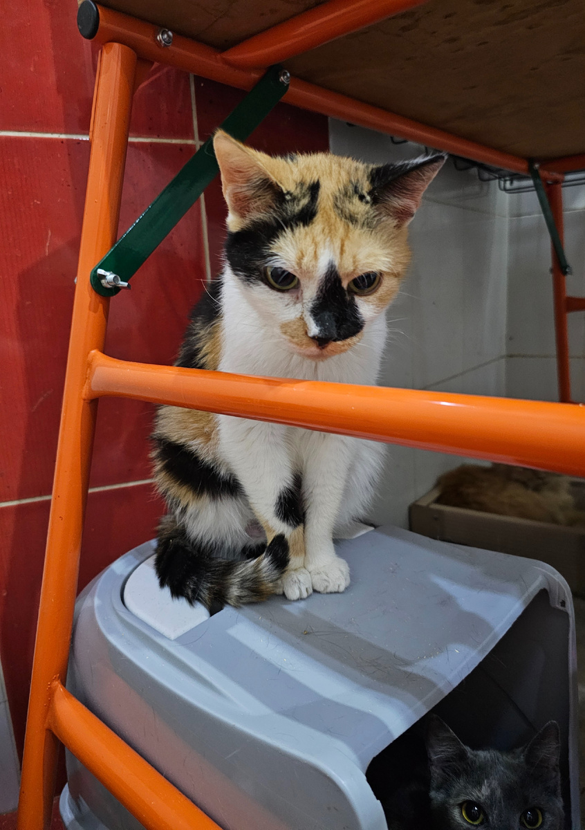 Фото автора. Нося.