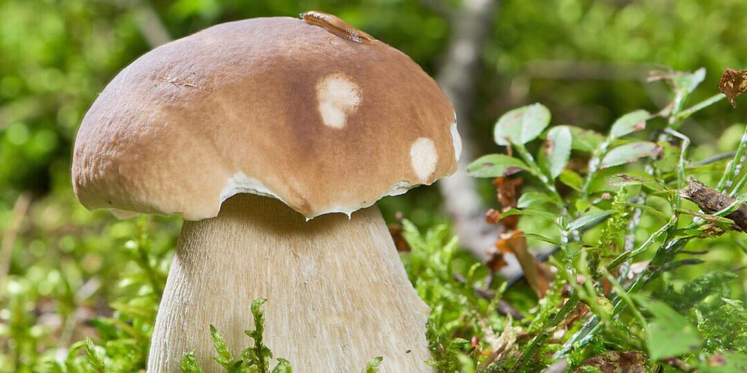 Грибная ферма у себя дома: как сделать грядку с лесными деликатесами