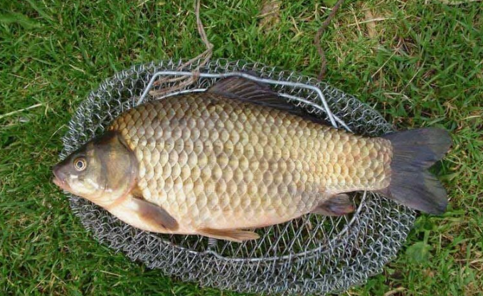 Карась пойманный в середине мая. Источник фото tovar-plus.com.ua