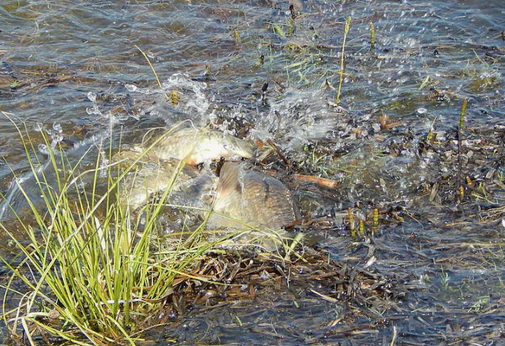 Карась на нересте. Источник фото forum.guns.ru