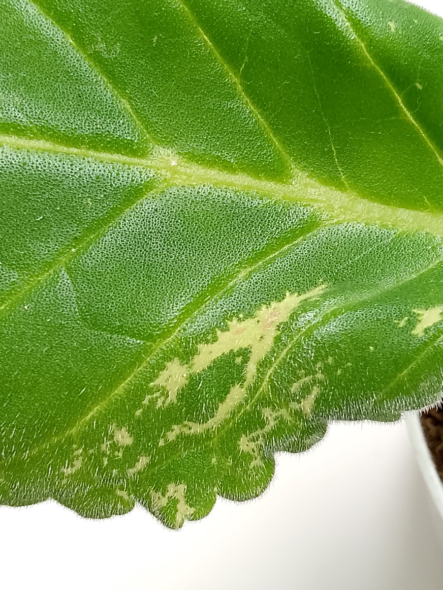 Думала генетический сбой. Лист глоксинии