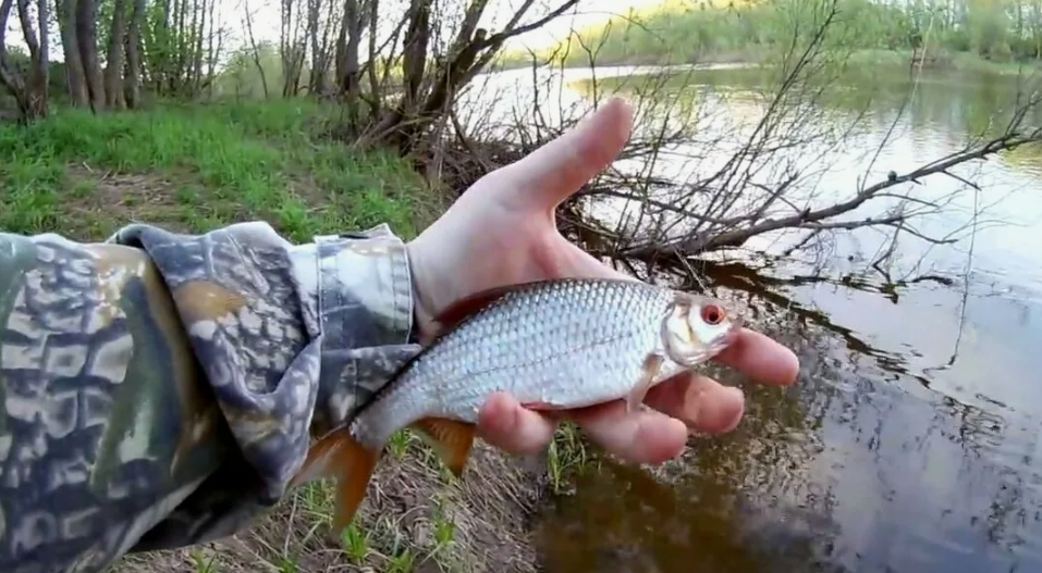 Плотва пойманная в мае. Источник фото youdrop.ru