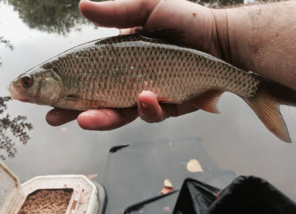 Рыба плотва. Источник фото fb.ru