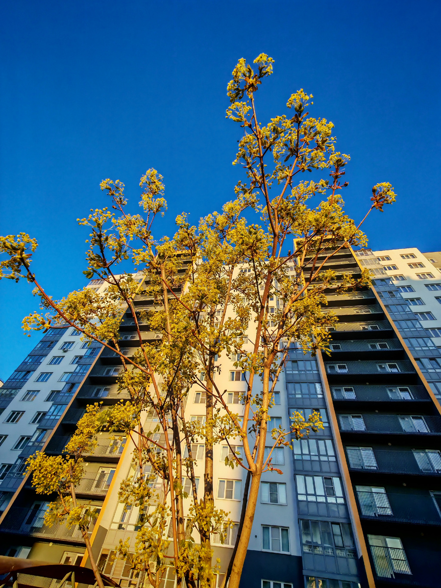 Клён кудрявый)))