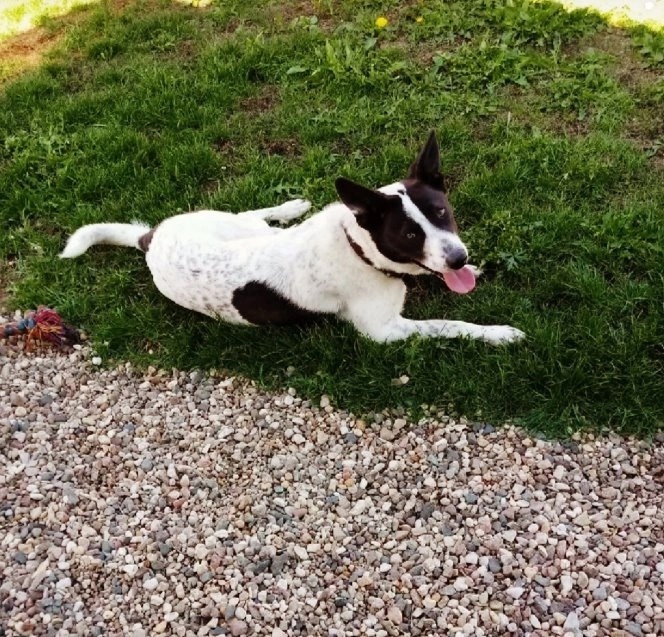 Бим в любимом доме.