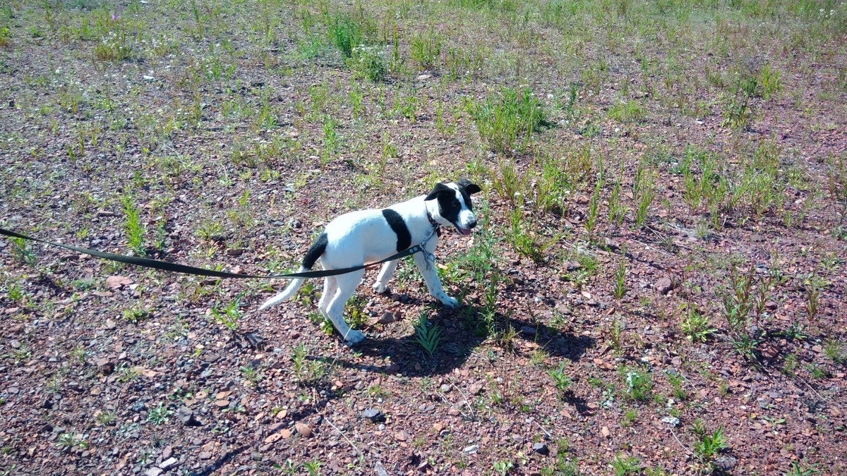 Бимка в муниципальном приюте...