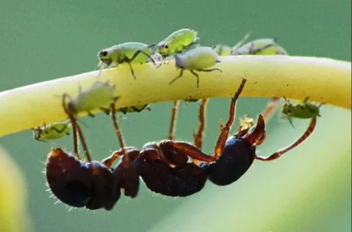 Симбиоз между муравьями и тлей помогает им выжить