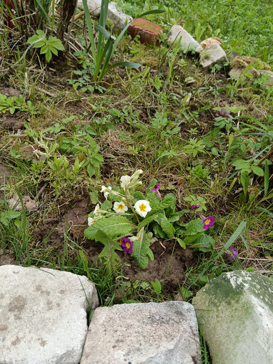 Моя питунья