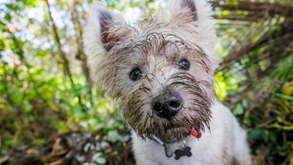 Копает? Разберитесь в причинах, проявите чуть больше уважения к потребностям собаки, и появится шанс на исправление. Фото corners74/iStock