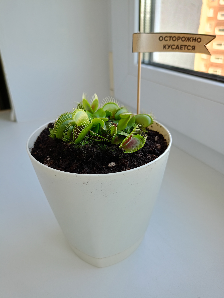 Моя мухоловка, дочка подарила