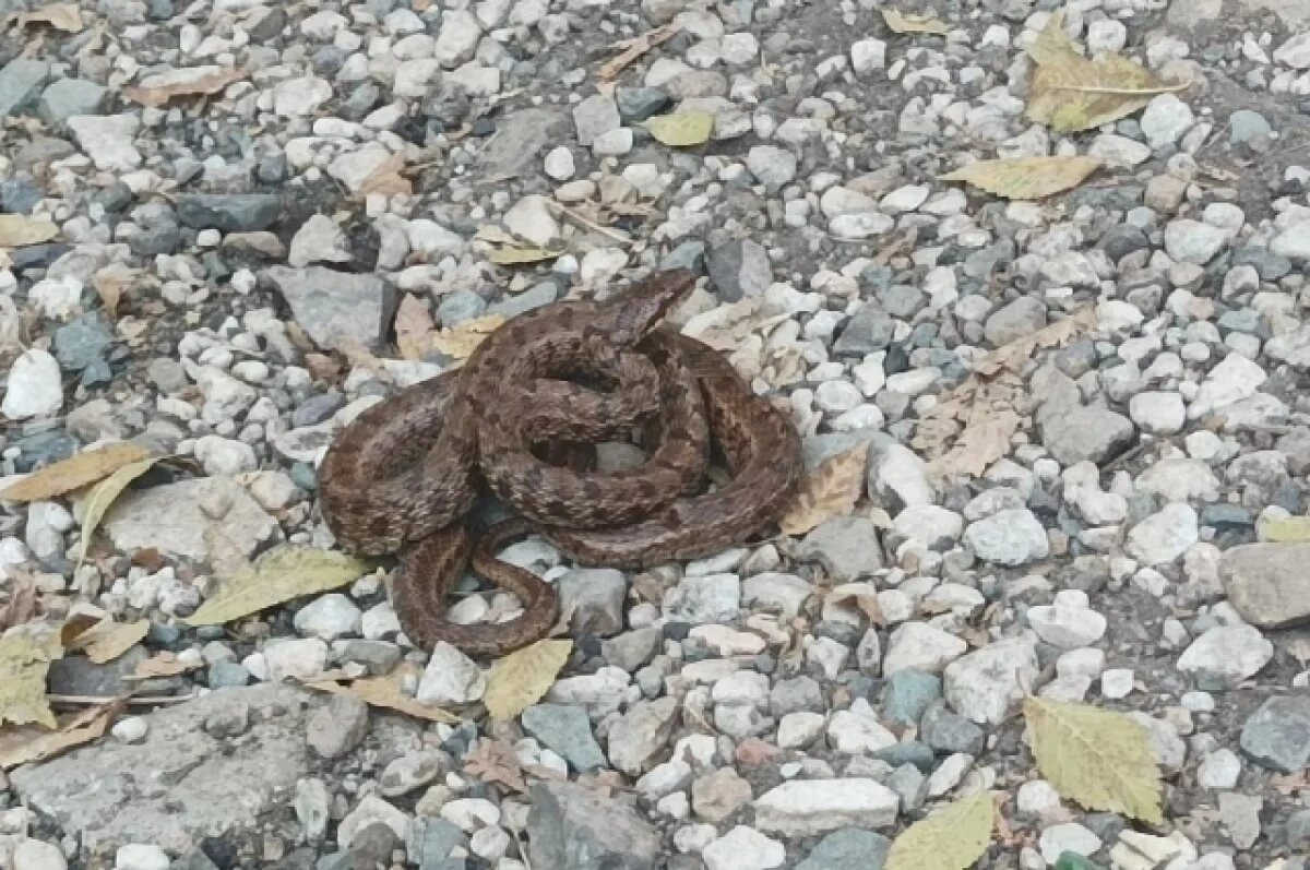    В Ноябрьске активизировались змеи