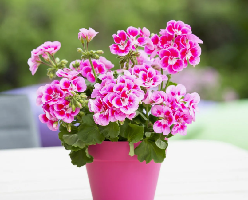 Как заставить цвести герань