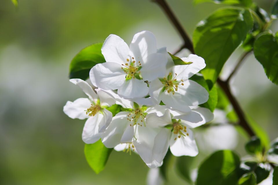    Яблони в цвету. Барнаул. Источник: Виталий Барабаш/"Толк"