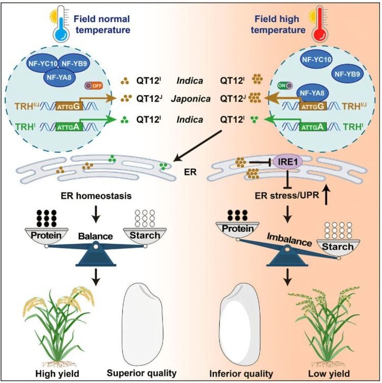     Над сохранением качества риса в условиях глобального потепления работают селекционеры
