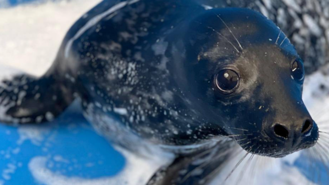 Фото: Фонд друзей балтийской нерпы