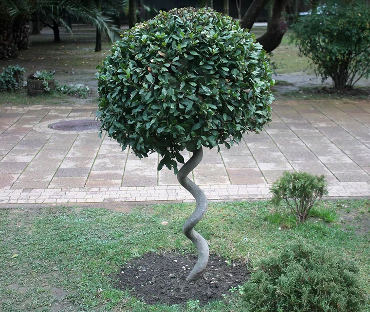 лавр на штамбе