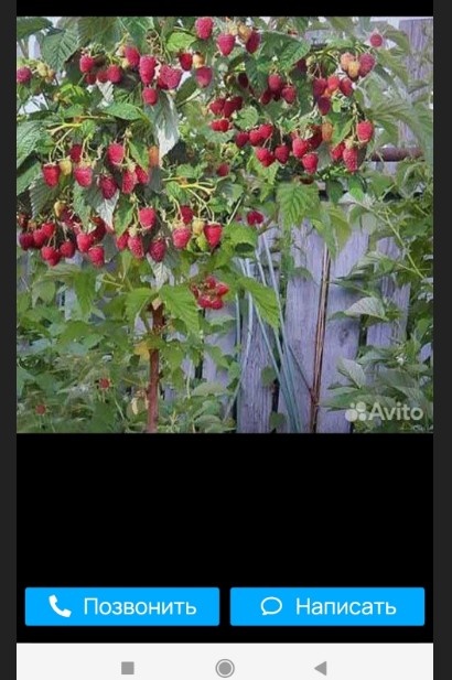 малиновое дерево (фото с Авито)