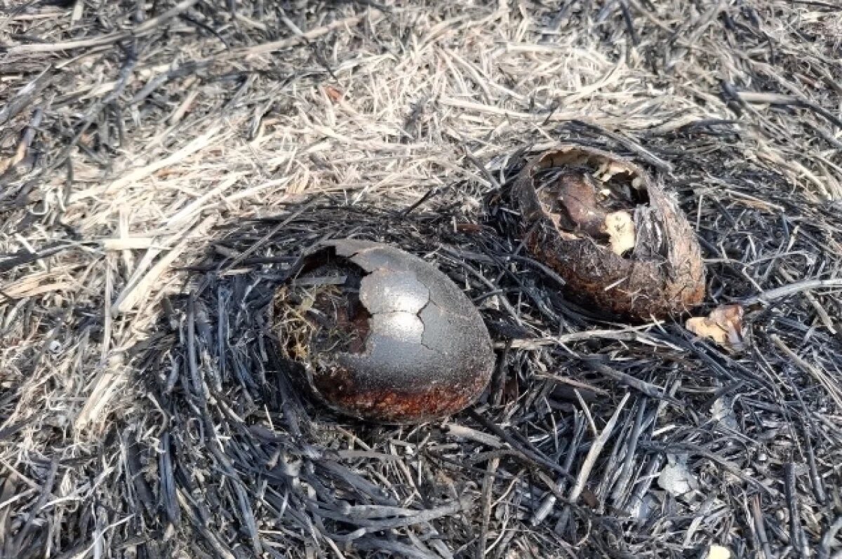    В заказнике в Амурской области произошел крупнейший за семь лет пожар