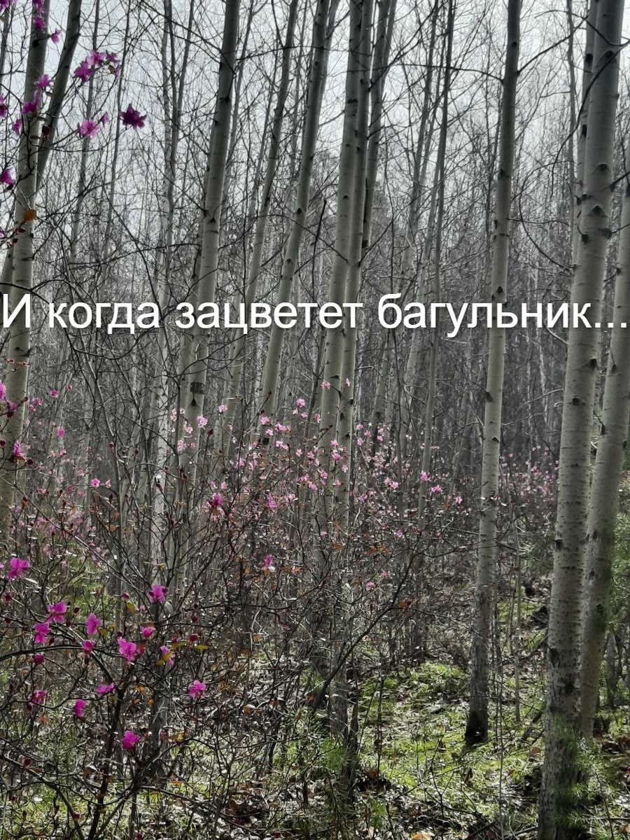 Фото автора. В этом году багульник очень рано зацвел)))