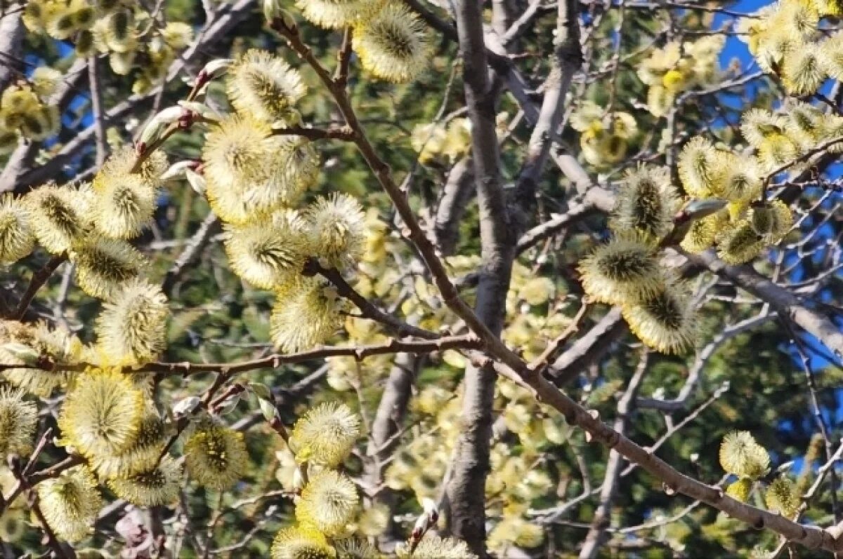    На Камчатке с 13 мая начнется существенное потепление