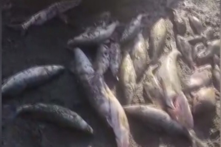    Скриншот из видео транспортной полиции