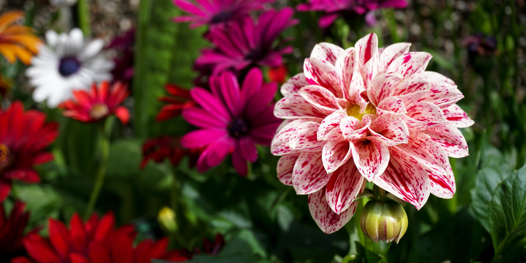 Май — последний шанс! 25 цветов, которые успеют зацвести, если посадить прямо сейчас