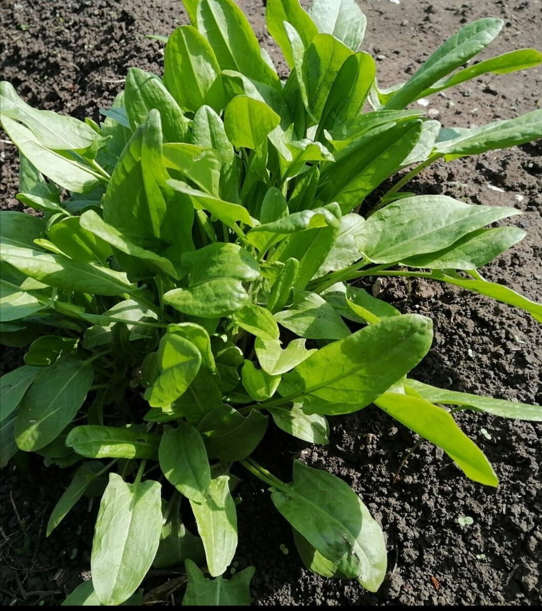 Фото: Ирина Апачаева