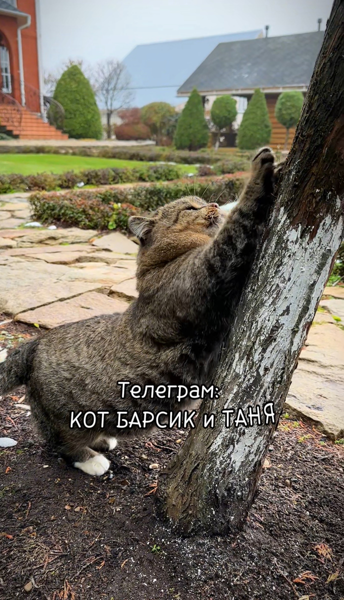 Барсюша на прогулке