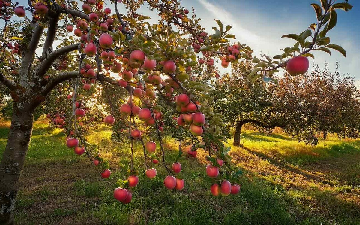 Ни одна ветка не сломается: хитрости садоводов при обильном урожае плодовых деревьев / Фото: Pogovorim.by
