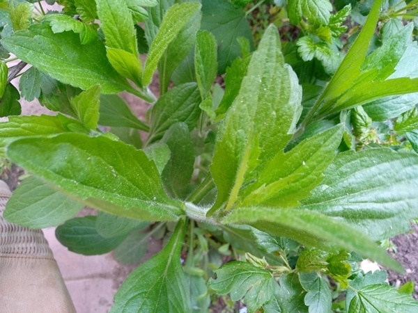 Незнакомый куст интересного растения