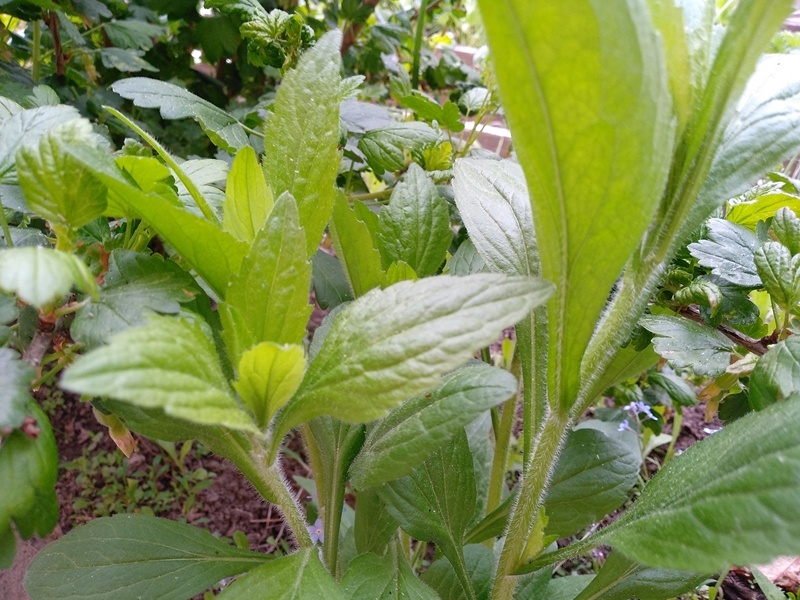 Листья незнакомого растения на ощупь бархатные