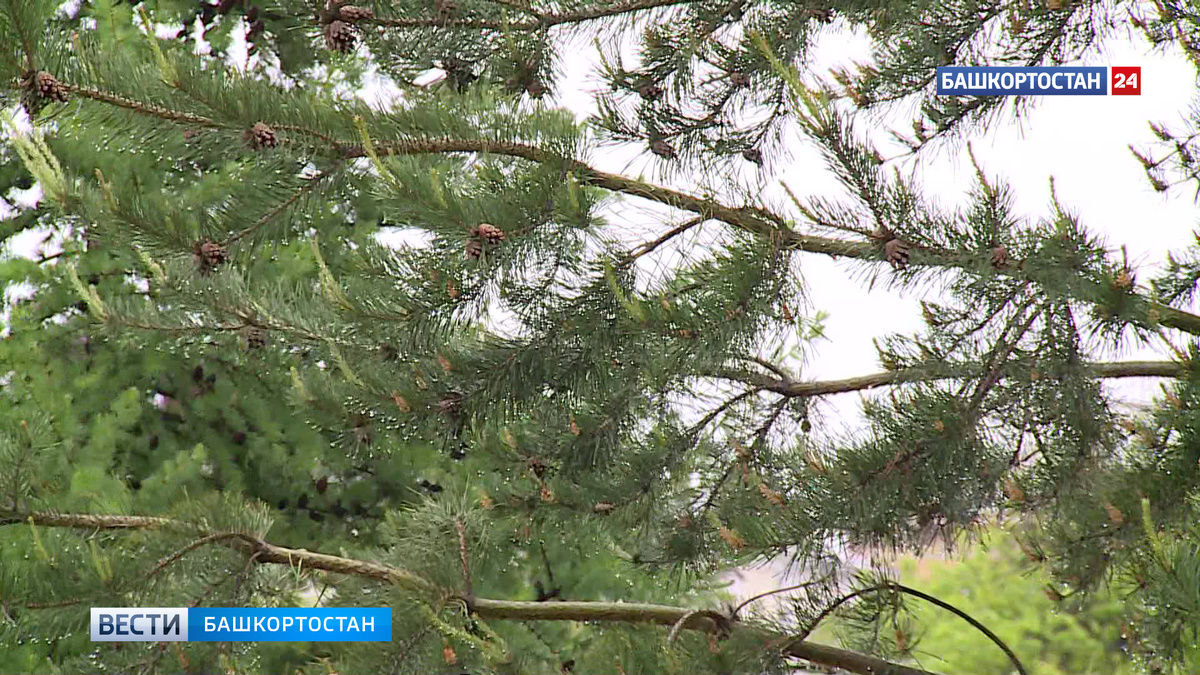    В Башкортостане потеплеет до +21 градуса