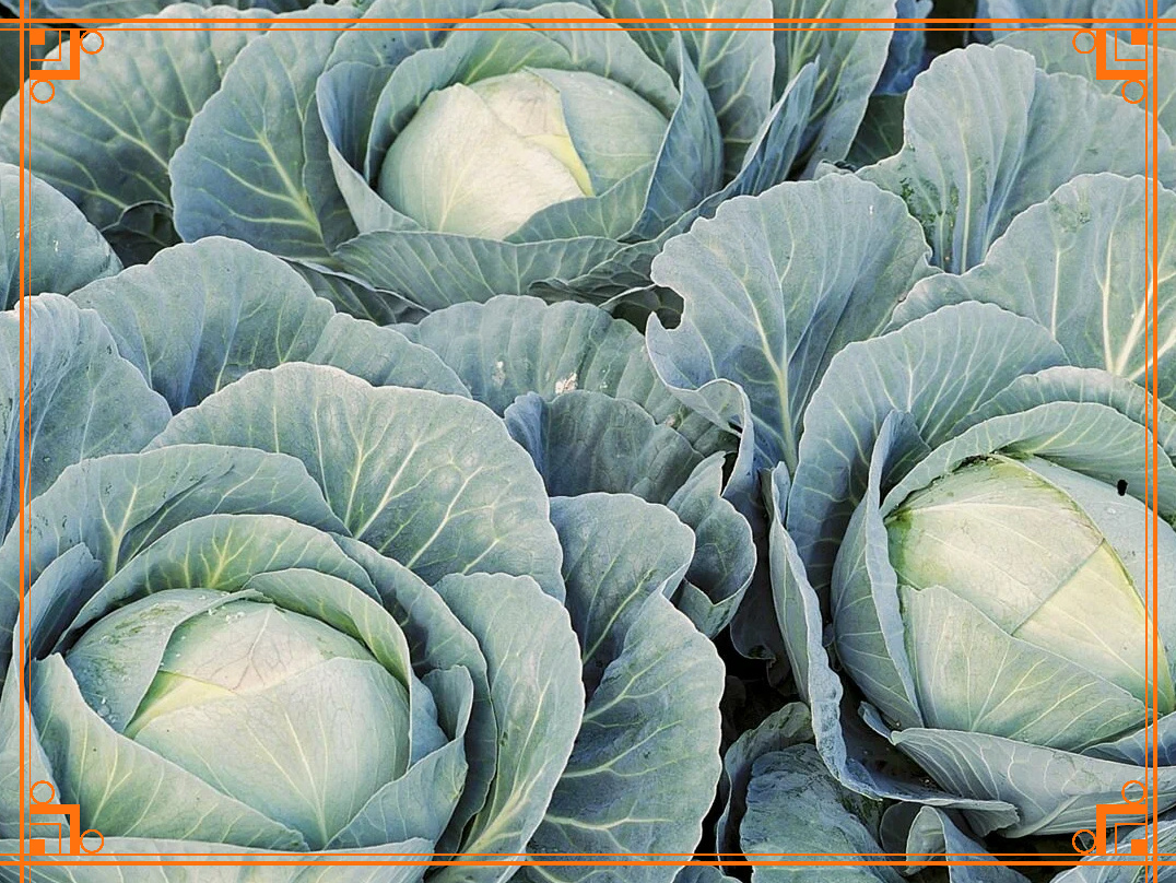 Фото из Интернета. Краткое описание сорта капусты «Аврора F1»