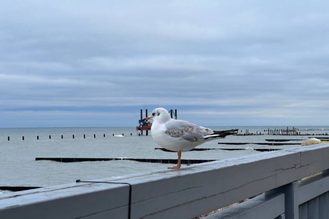   Фото из архива Калининград.Ru