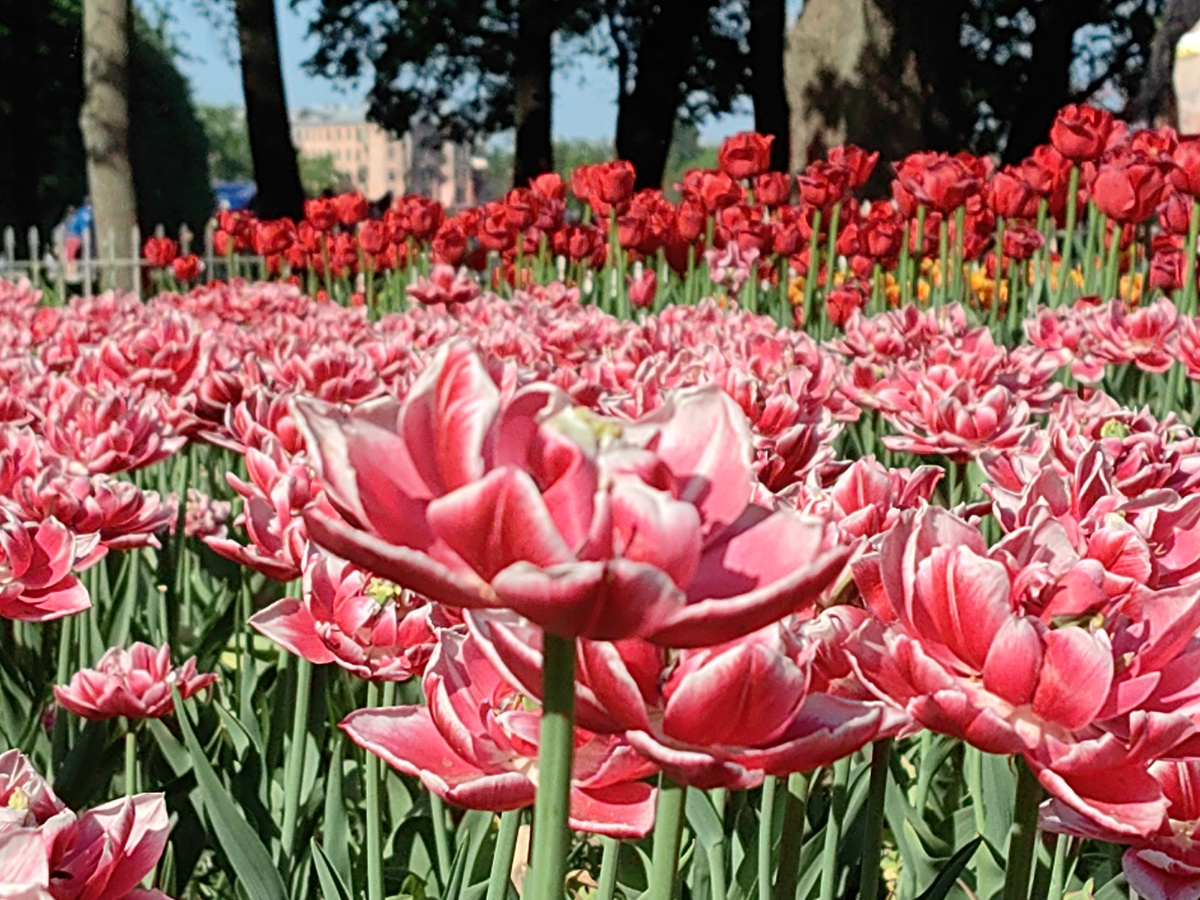 Фестиваль тюльпанов 2024