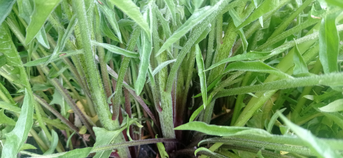 Стебельки гарлупы