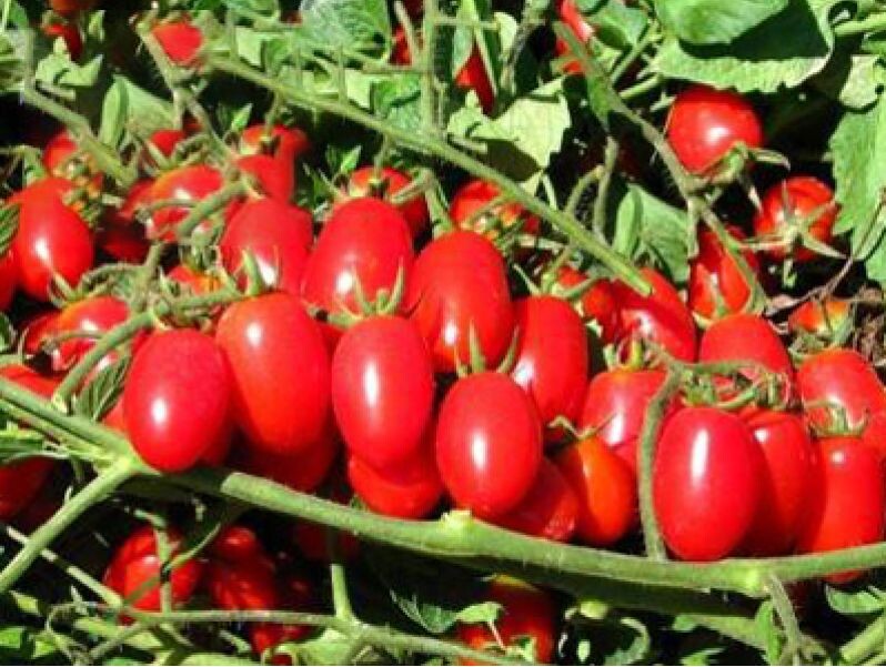 Такую приятную картину можно увидеть только на кустах, свободных от всех недугов