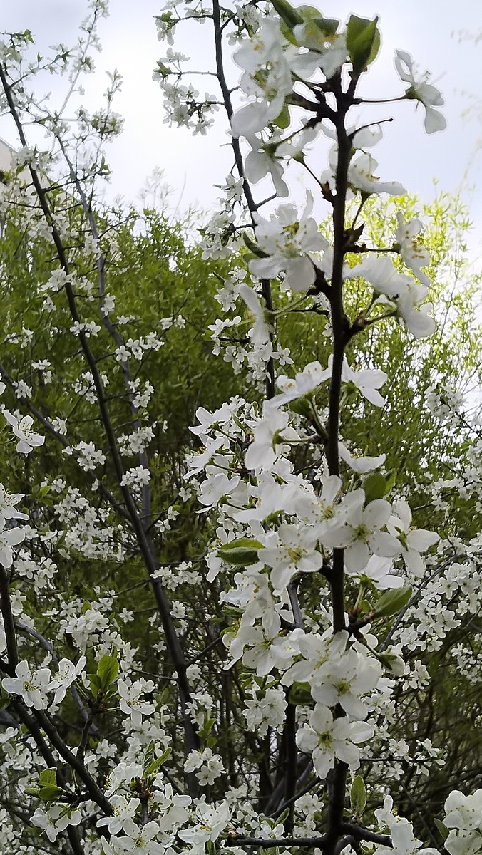 Вовсю цветут яблони.