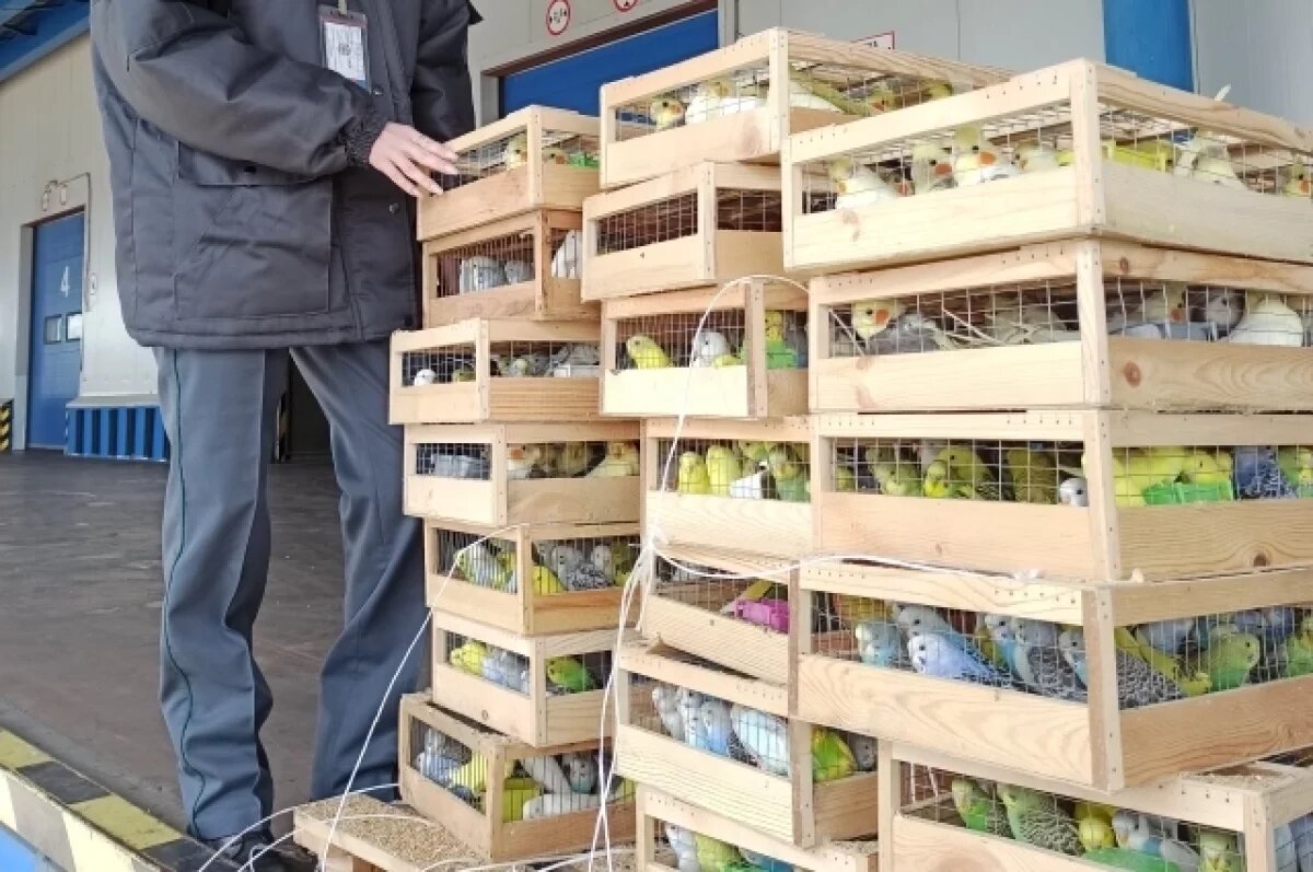    Две тысячи попугаев прошли ветеринарный контроль в аэропорту Красноярска