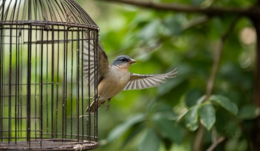 The cage is empty because someone has let the bird out. Клетка пустая, потому что кто-то выпустил птицу.