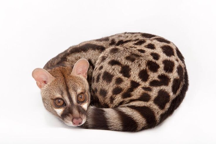 Обыкновенная генета (Genetta genetta)