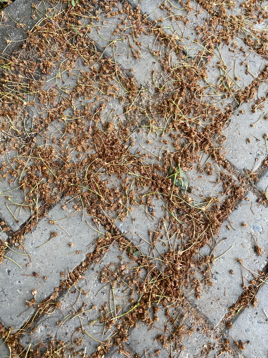 Вишня осыпающаяся