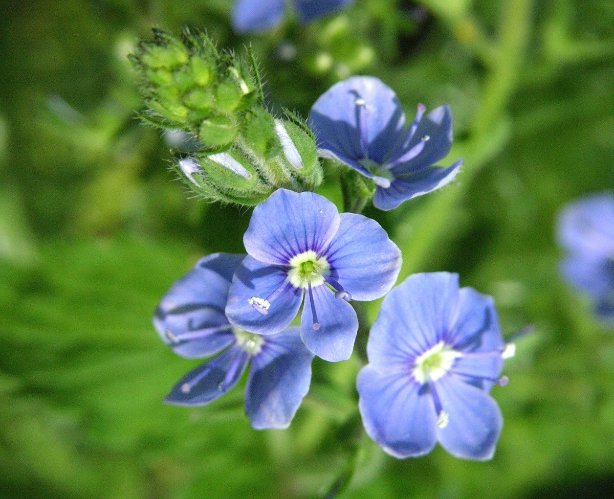    Вероника дубравная — одна из самых распространенных в средней полосе России синеглазок-вероник